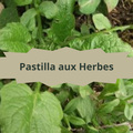 09/1 Pastilla aux Herbes