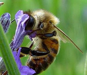 Sauvons les abeilles