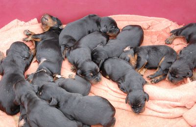 naissance de douze chiots 8 femelles et 4 ma
