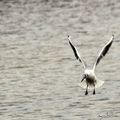 Le jeu de la mouette et du hasard