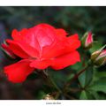 Rose rouge en Brocéliande
