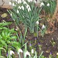 Perce neige et crocus