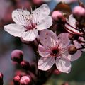 Fleurs de prunus