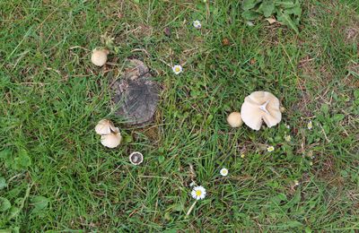 Après la pluie, des champignons dans les prairies.