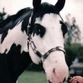 cheval paint horse