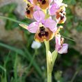 Ophrys tenthredinifera