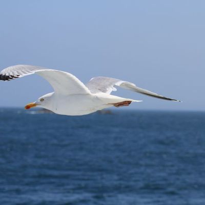 Oiseaux des 7 îles
