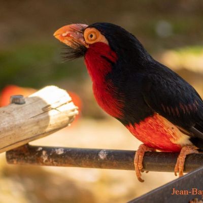 Zoo de Doué -la -Fontaine,