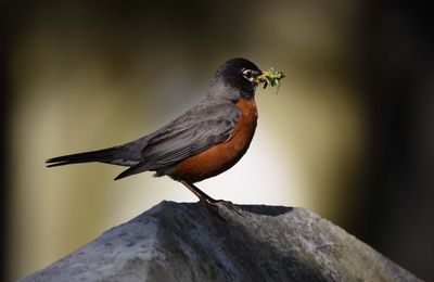 American Robin