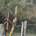 Les oiseaux de france