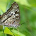 Anartia jatrophae (Nymphale cendrée) - Martinique