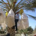 La récolte des dattes dans le Sud Tunisien …