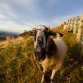 LES MOUTONS DU PUY DE DOME 