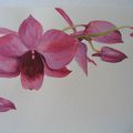 Orchidée aquarelle