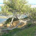 MES FONDS D'ECRAN ARBRE AU BORD DE MER 1024/768 & 1360/768