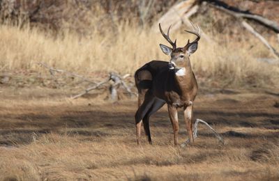 White-tailed Deer