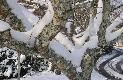 Neige dans la fourche