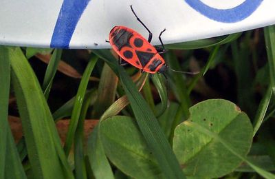 petit gendarme 