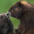 Réintroduction : les marmottes de l’île de Vancouver (Canada) sortent du gouffre !