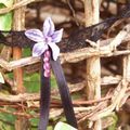 tour de cou "Delphinium" violet