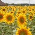 Tournesols