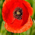 rouge coquelicot