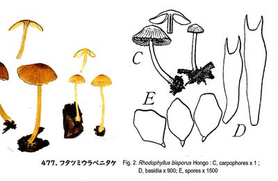 フタツミウラベニタケ Entoloma bisporum