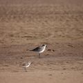 Les oiseaux de Djibouti : Partie 1, à la mer.