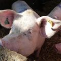 L214 sort une nouvelle vidéo de maltraitance animale dans un abattoir