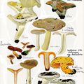 Noms japonais de champignons (2) par Rokuya Imazeki 