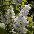 Dans la famille senteurs, je demande le lilas