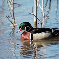 Canard branchu-mâle