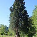 Le séquoia géant de la commune de Ban sur Meurthe- Cléfcy, 88230. Journée du 17 mai 2020.