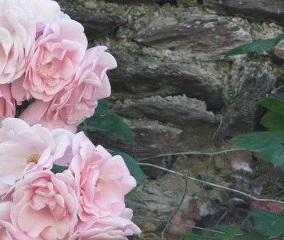 le 23/05 / Jardin Biologique à Cleunay
