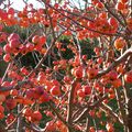 Fruits sauvages et graminées d'automne....