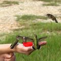 Colibris nourris à la main /  Hand feeding hummingbirds