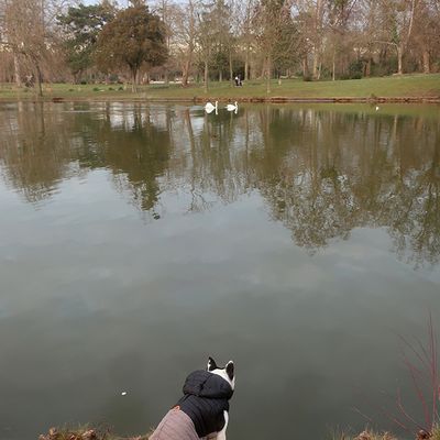 Cygne mort chat vivant