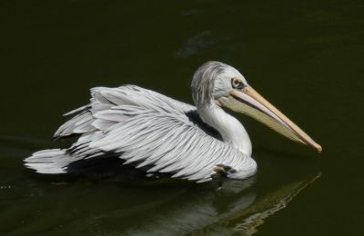 Parc animalier et botanique de Branféré (2)