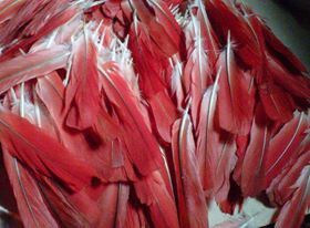 LA RICHESSE DE LA PLUME MAGIQUE