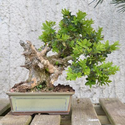 Un buis des Corbières. 