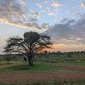 Serengeti, la plaine interminable