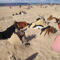 Scultures sur sable à Arcachon