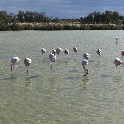 FLAMANTS ROSES EN CAMARGUE