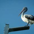 Hervey Bay