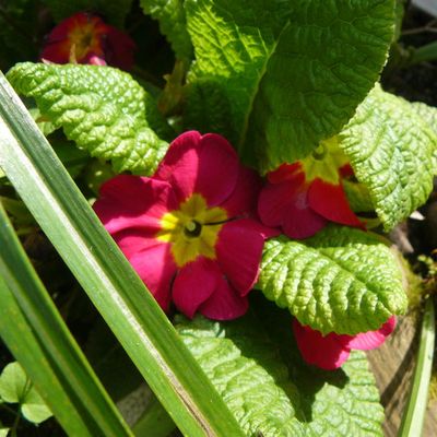 les bienfaits du soleil !!!