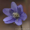 La balade du dimanche : dans mon jardin , il y a des fleurs !