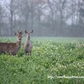 Brocard au bois de velour ainsi que sa douce observé dans le Pays Yonnais (85)