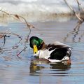 Canard Colvert mâle