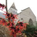 Hamamelis ou noisetier de sorcière  Parc du Theluet Notre dame de Gravenchon (76)