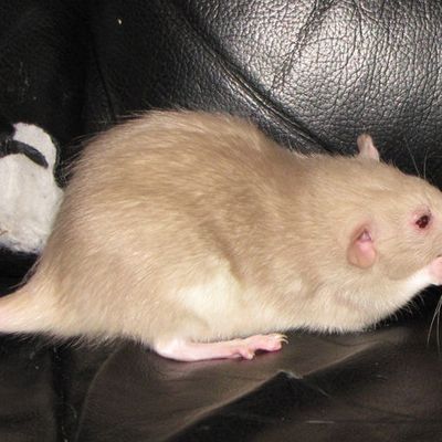 Quand le baleineau se prend pour un pirate...